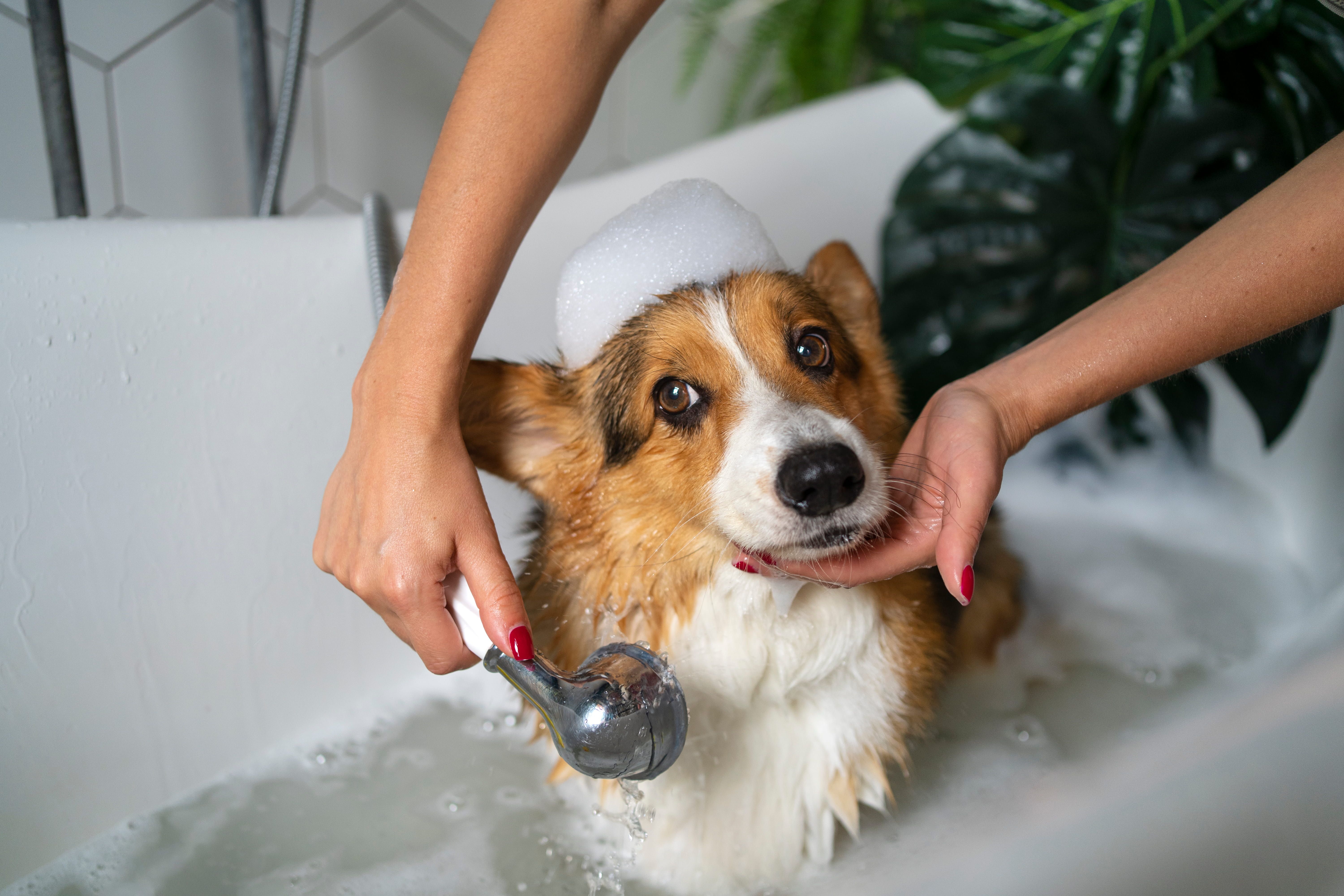 Washing Pet Dog.jpg