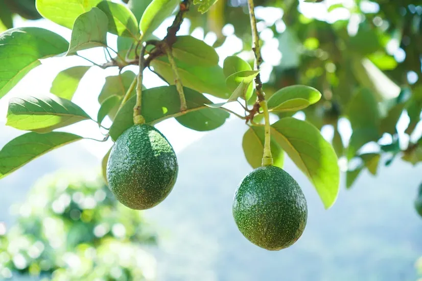 avocado tree